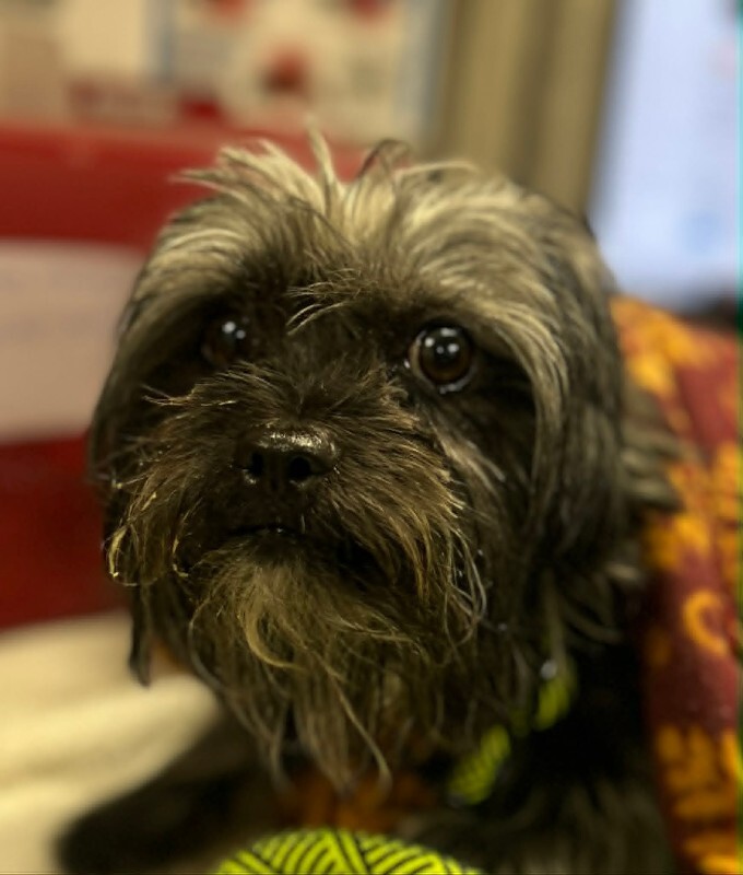 Picture of the Animal Listed